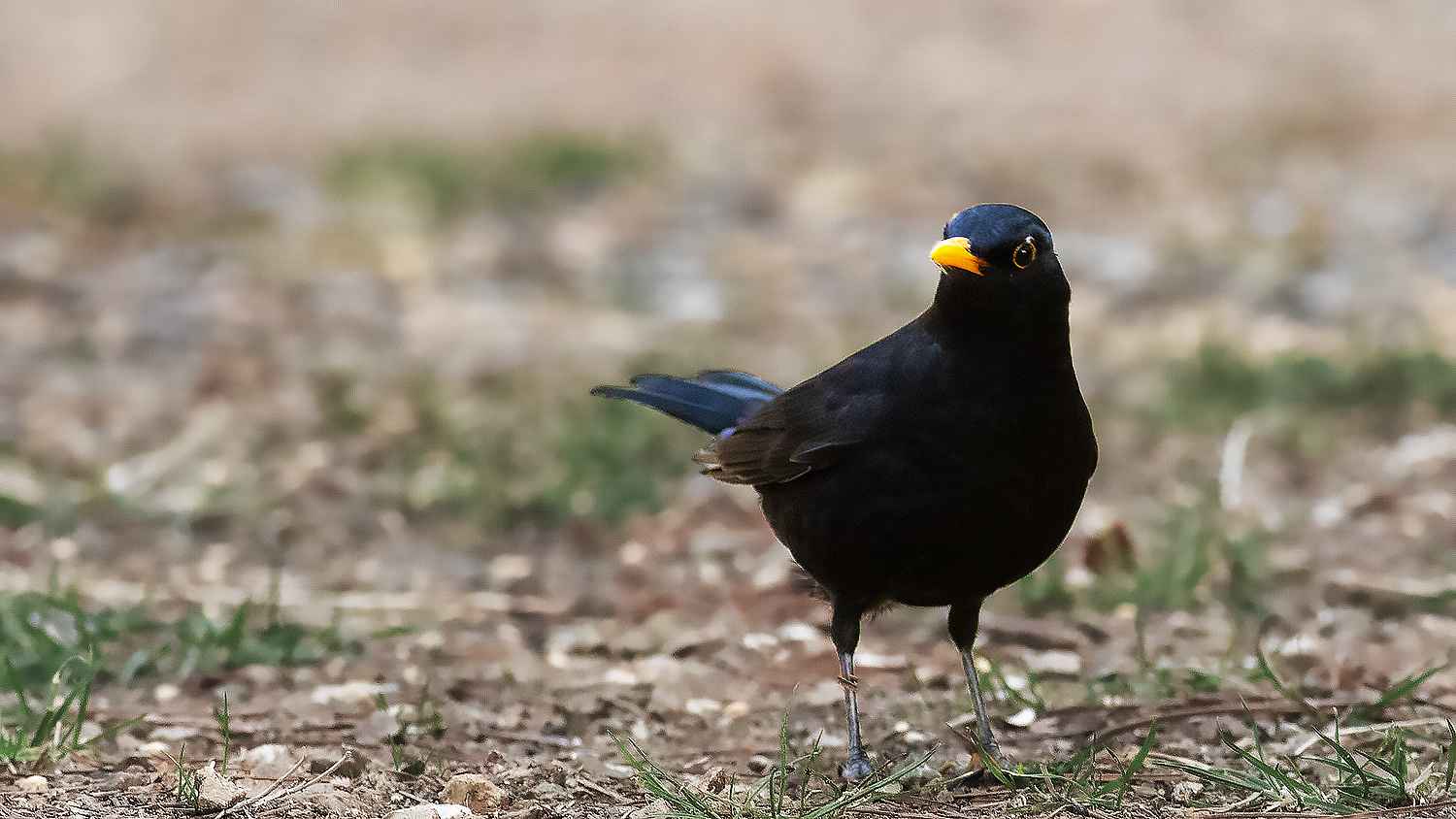 Eurasian Blackbird
